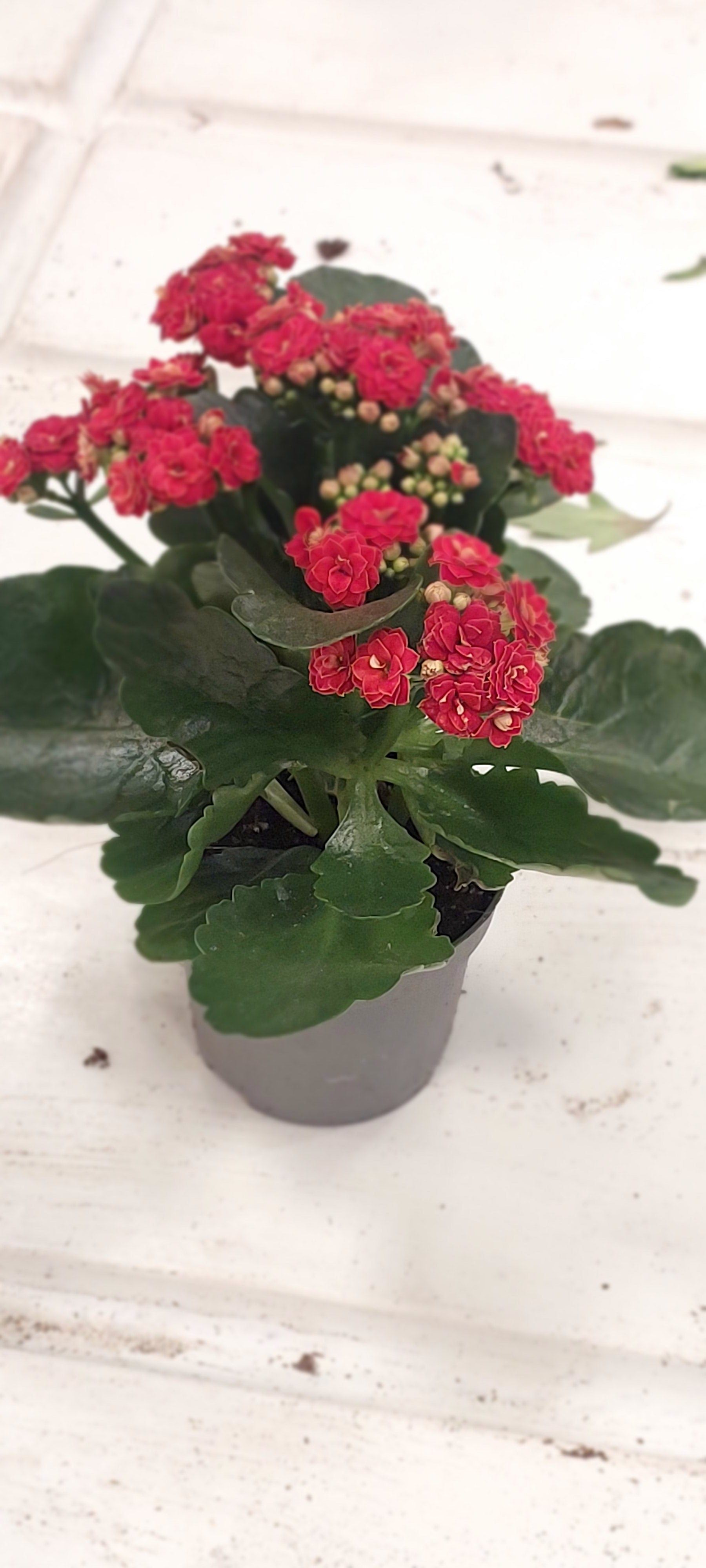 Kalanchoe