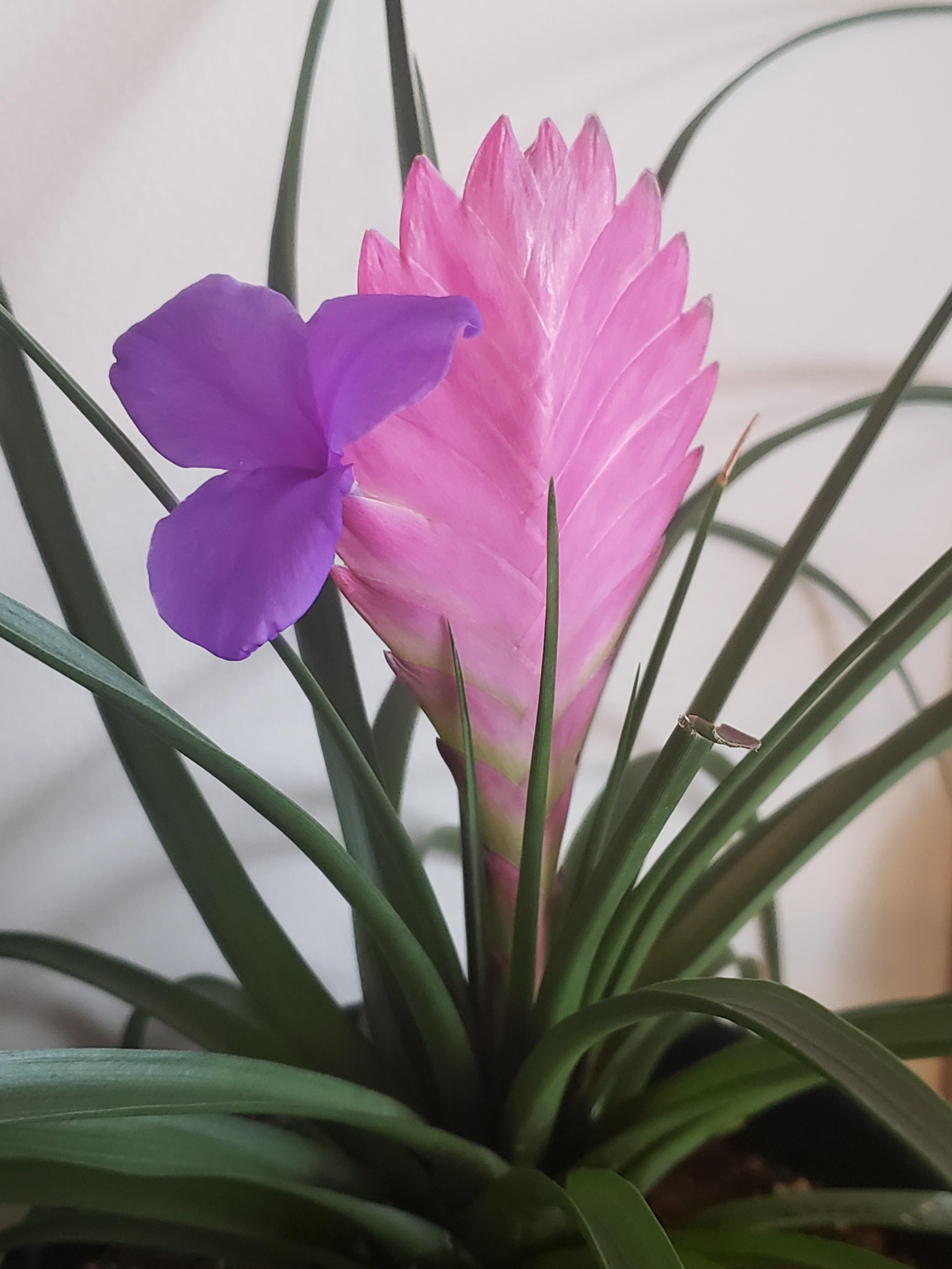 Quill pink plant - Tillandsia Cyanea
