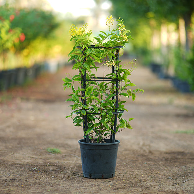 Australian Gold Vine