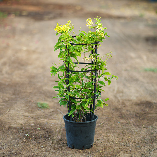 Australian Gold Vine