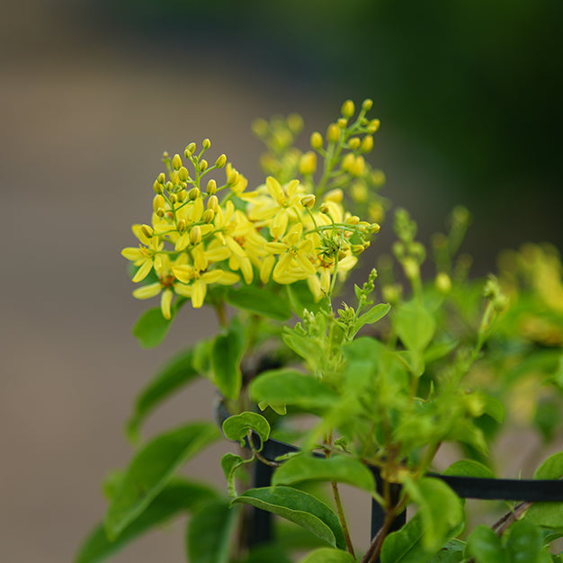 Australian Gold Vine