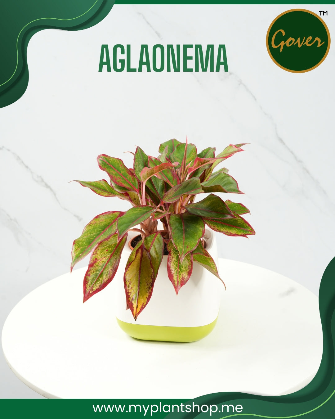 Aglaonema Red