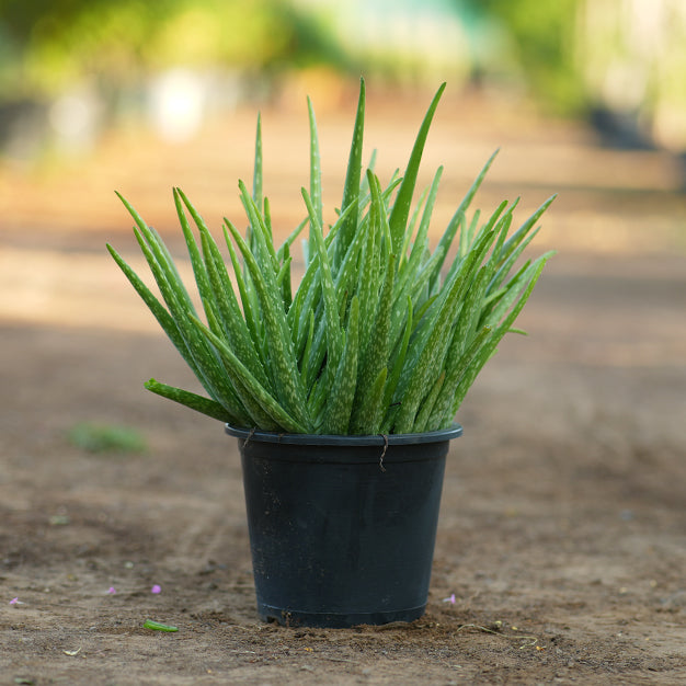 Aloe Vera