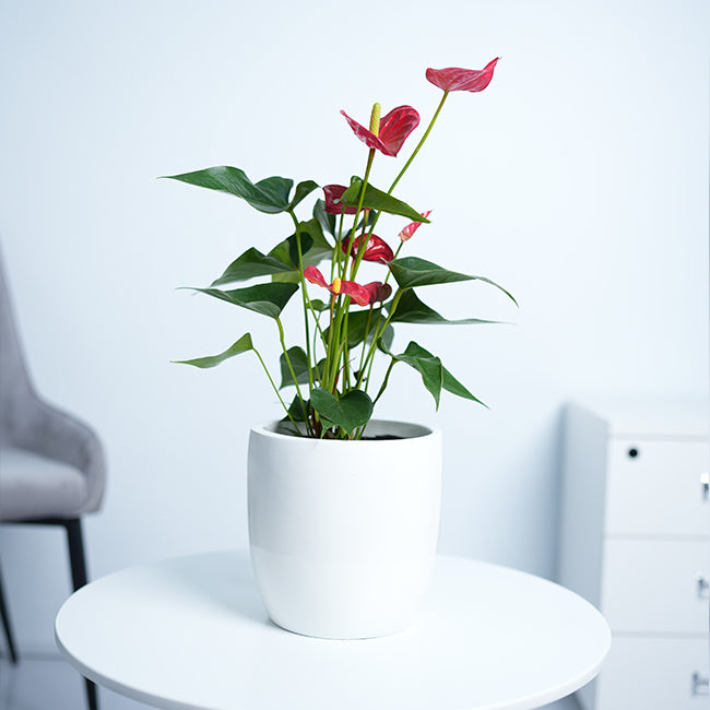 Anthurium Red