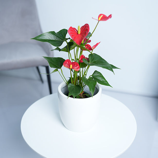 Anthurium Red