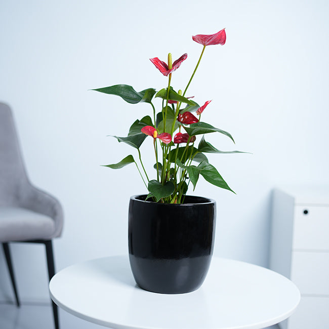 Anthurium Red