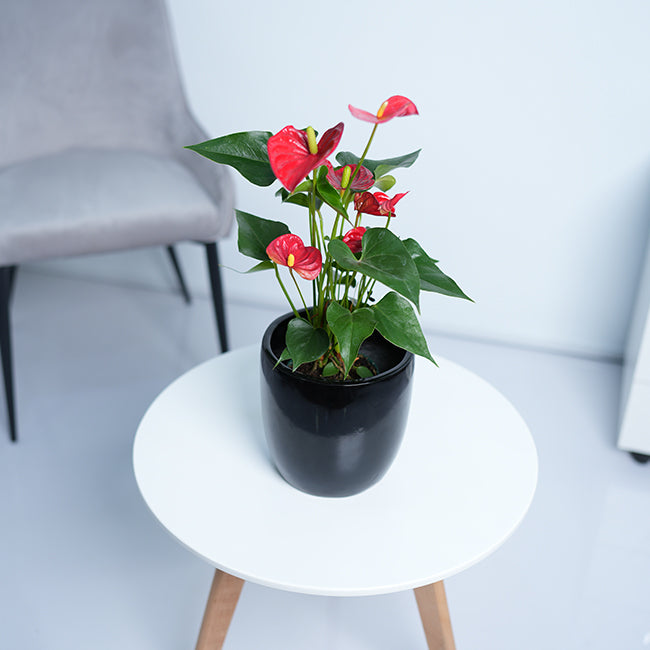 Anthurium Red