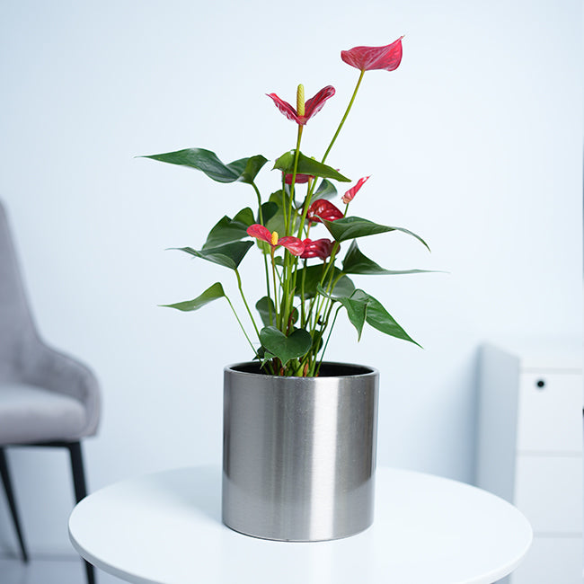 Anthurium Red