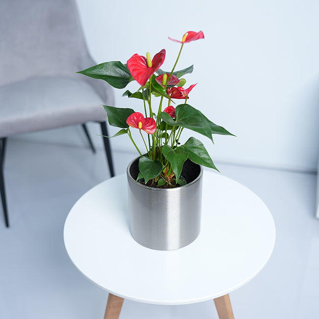 Anthurium Red