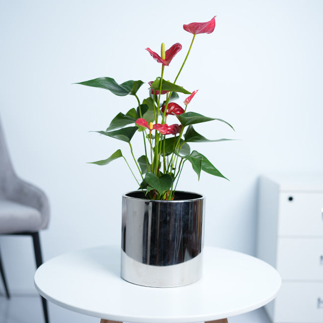 Anthurium Red