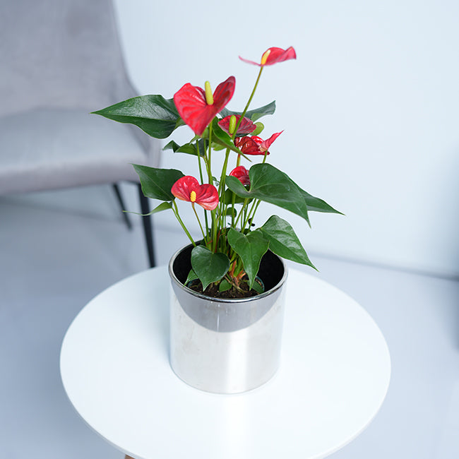Anthurium Red