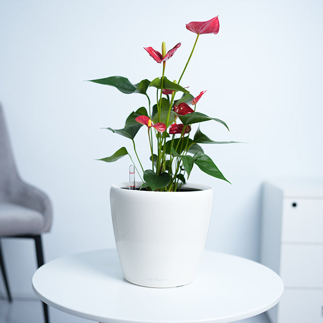 Anthurium Red
