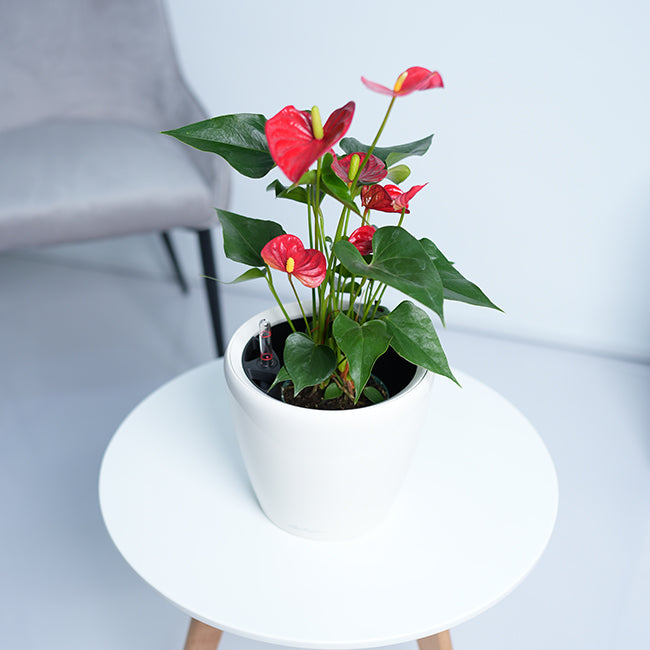 Anthurium Red
