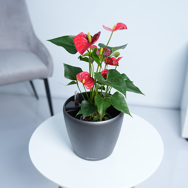Anthurium Red