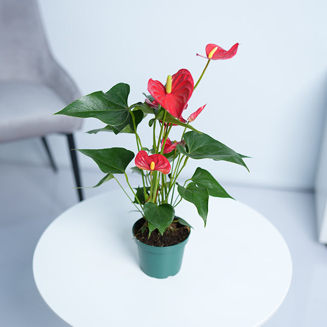 Anthurium Red