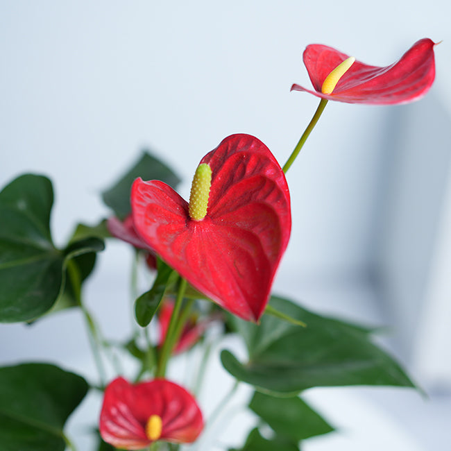 Anthurium Red