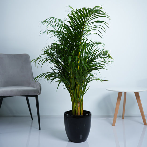 Areca Palm Plant
