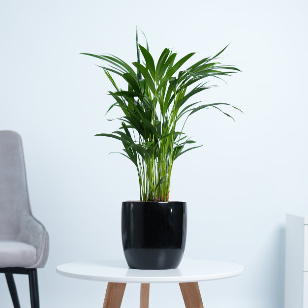 Areca Palm Plant