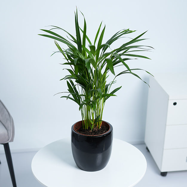 Areca Palm Plant