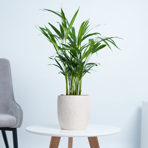 Areca Palm Plant