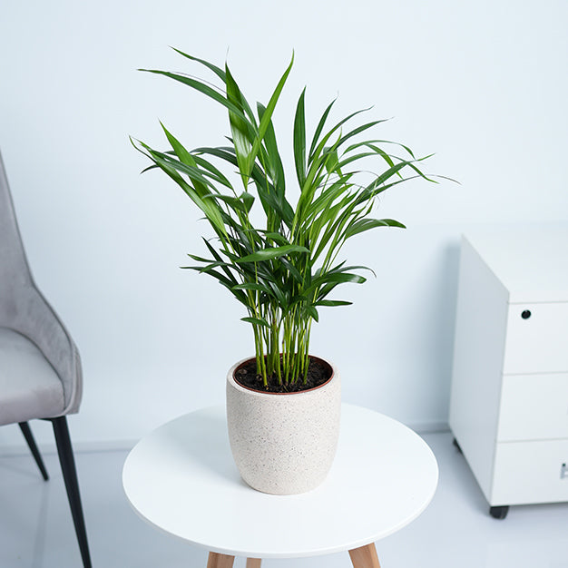 Areca Palm Plant