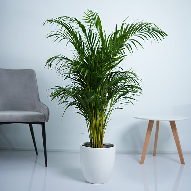 Areca Palm Plant