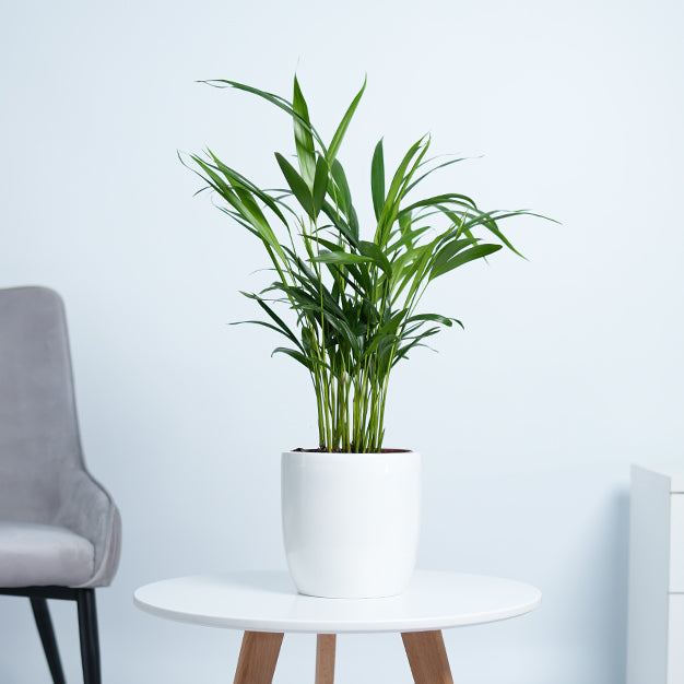 Areca Palm Plant