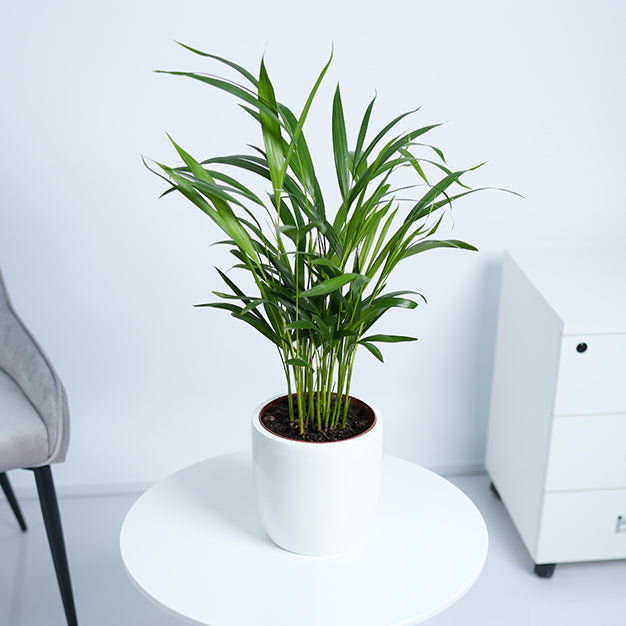Areca Palm Plant