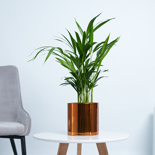 Areca Palm Plant