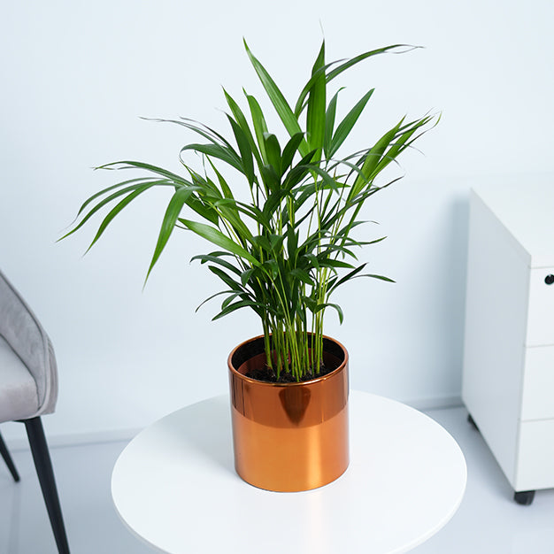 Areca Palm Plant