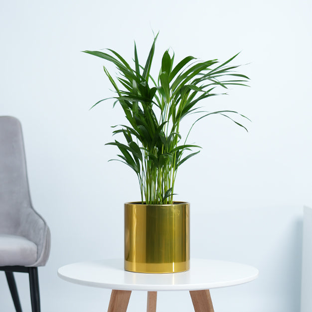 Areca Palm Plant