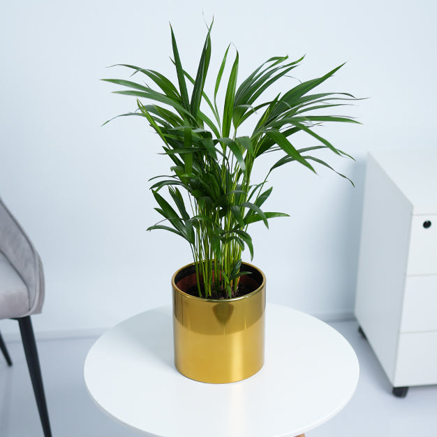 Areca Palm Plant