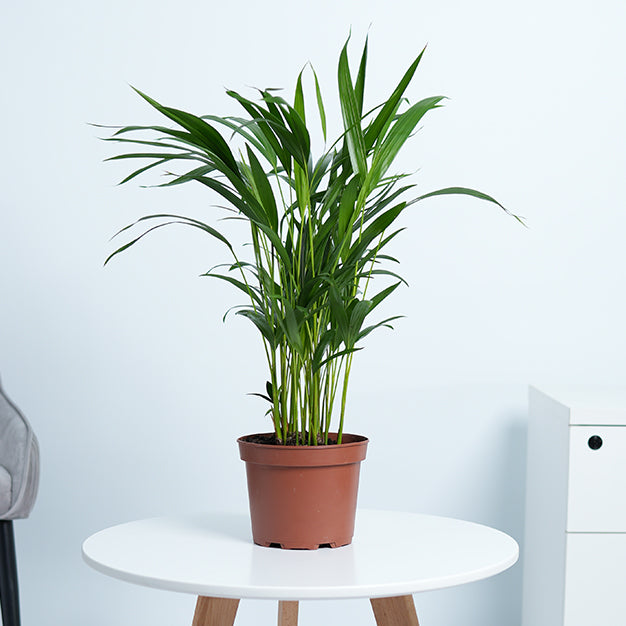 Areca Palm Plant