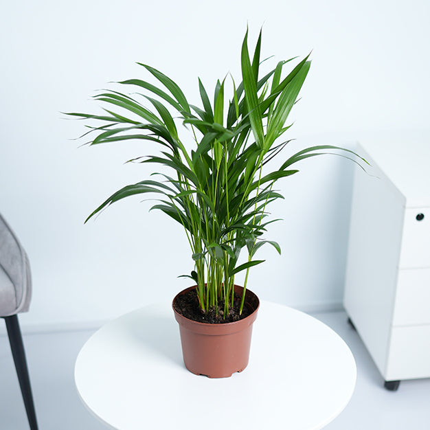 Areca Palm Plant