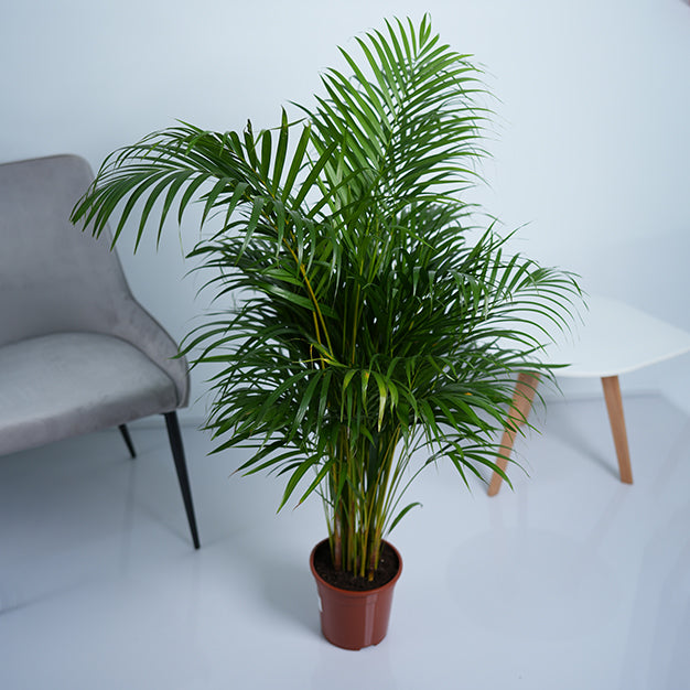 Areca Palm Plant