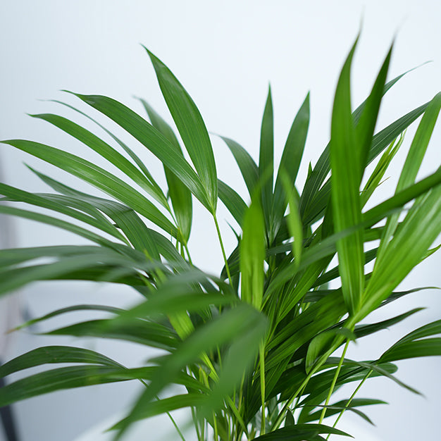 Areca Palm Plant