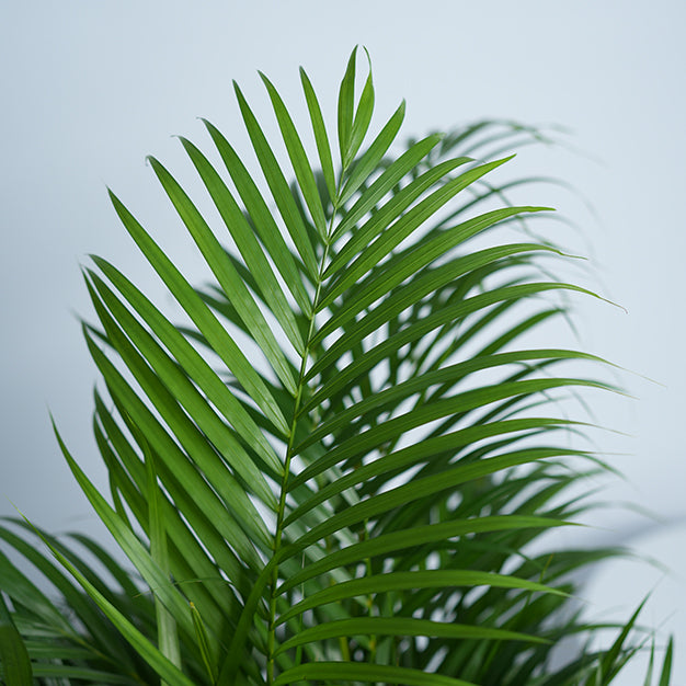 Areca Palm Plant