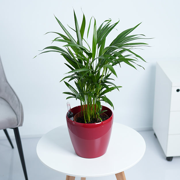 Areca Palm Plant