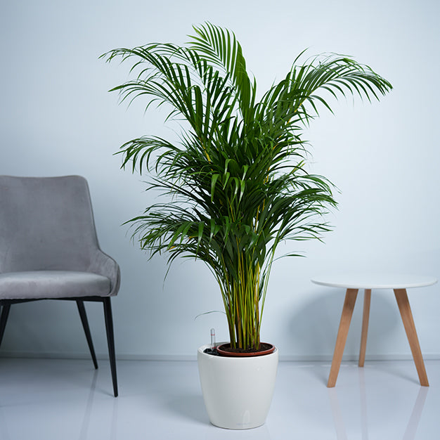 Areca Palm Plant