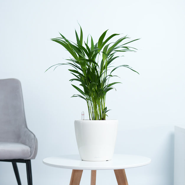 Areca Palm Plant