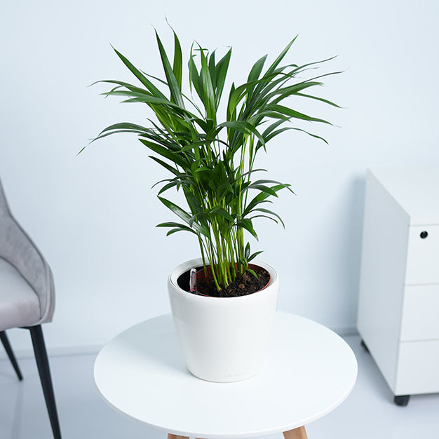 Areca Palm Plant