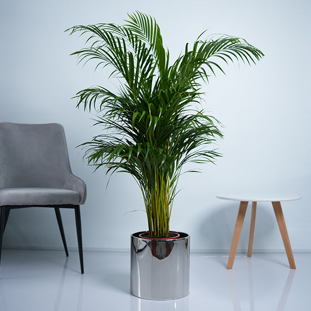 Areca Palm Plant