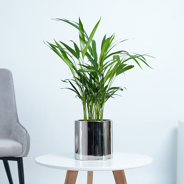 Areca Palm Plant