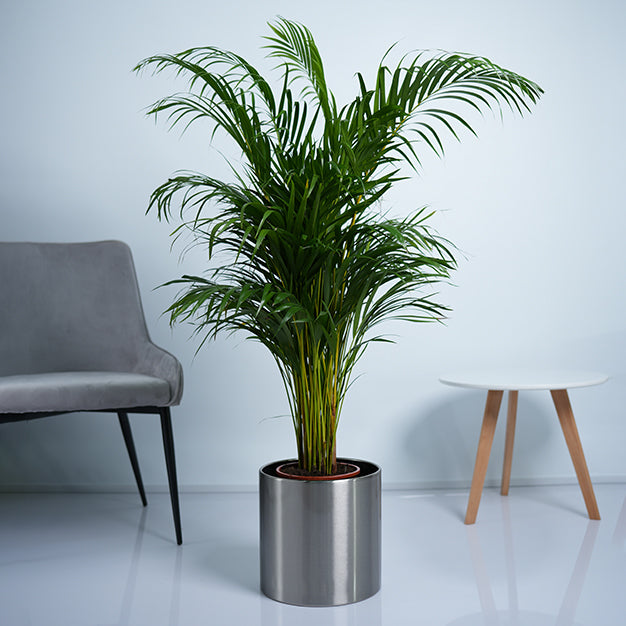 Areca Palm Plant