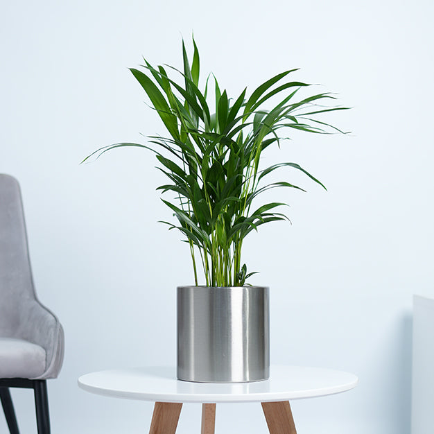 Areca Palm Plant