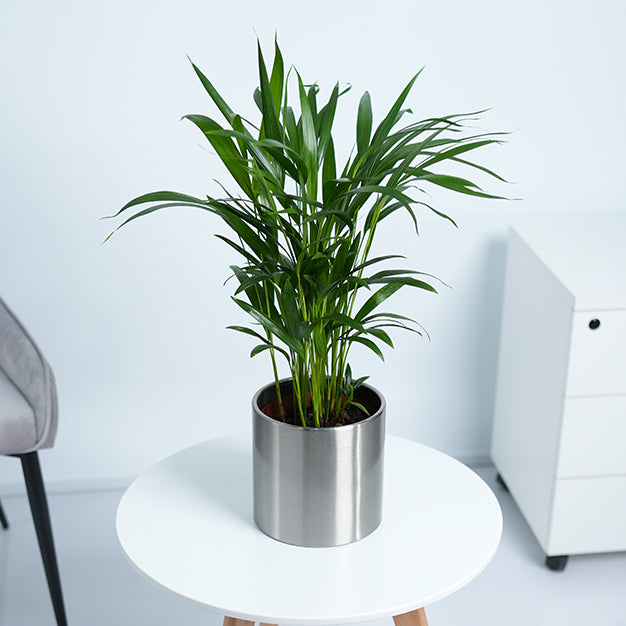 Areca Palm Plant