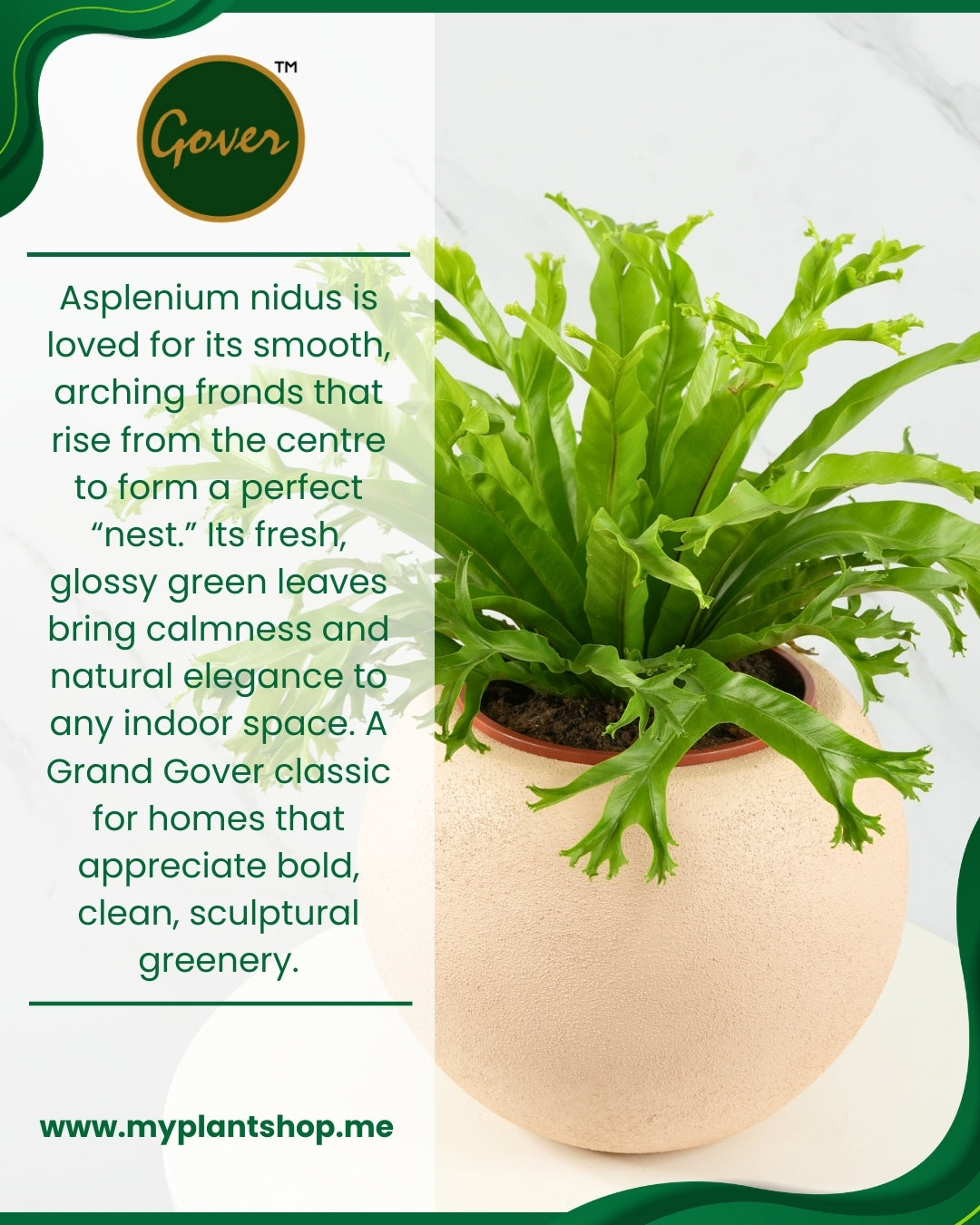 Asplenium nidus – Bird’s Nest Fern Indoor Plant Dubai UAE (Without pot)