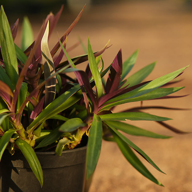 Boat lily
