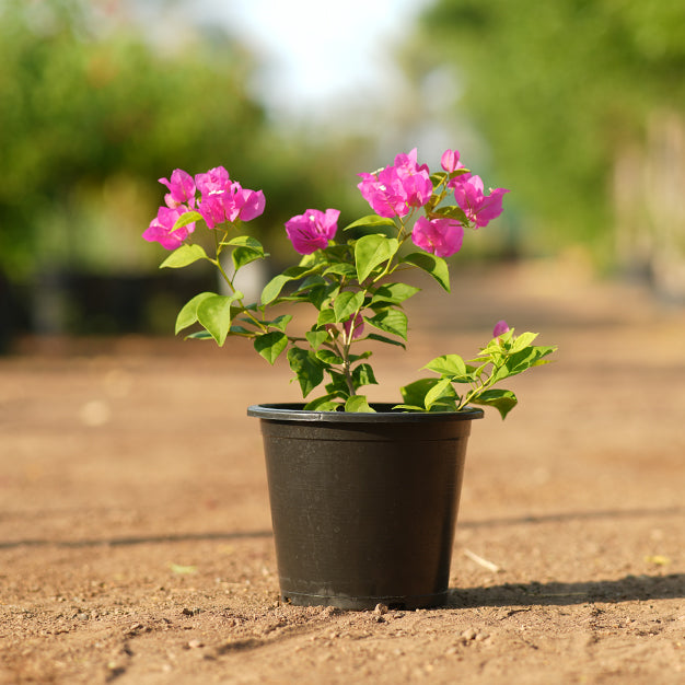bougainvillea plant in a pot Bougainvillea