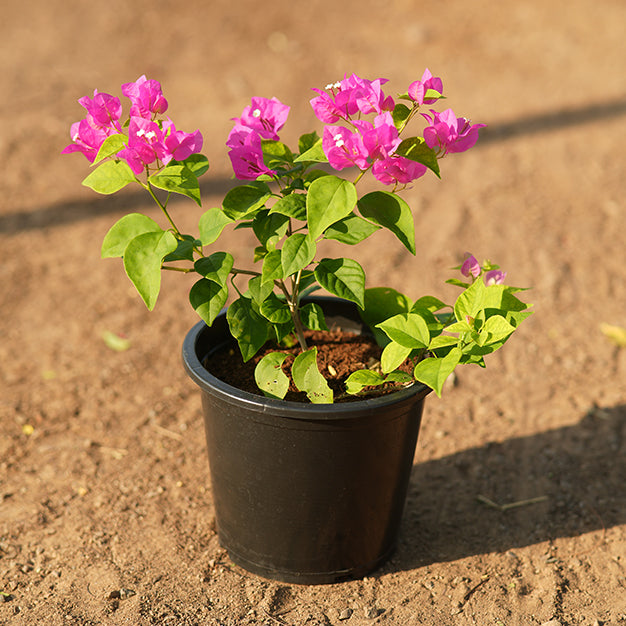 Bougainvillea